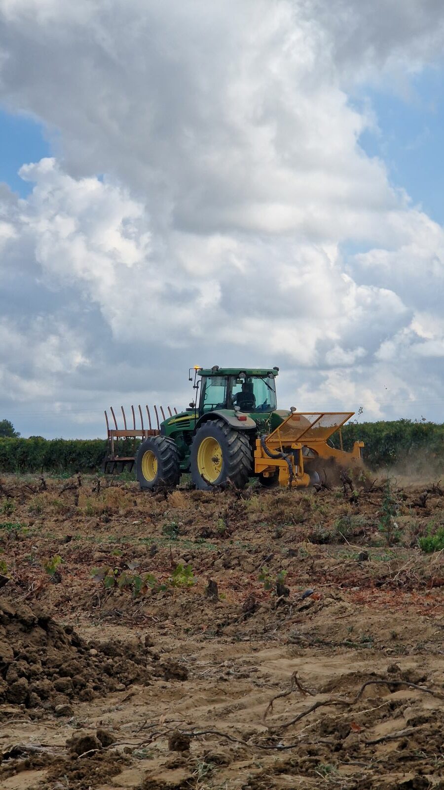 Arrachage de vignes